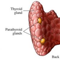 Роль паращитовидной железы в организме Эндокринная функция паращитовидной железы